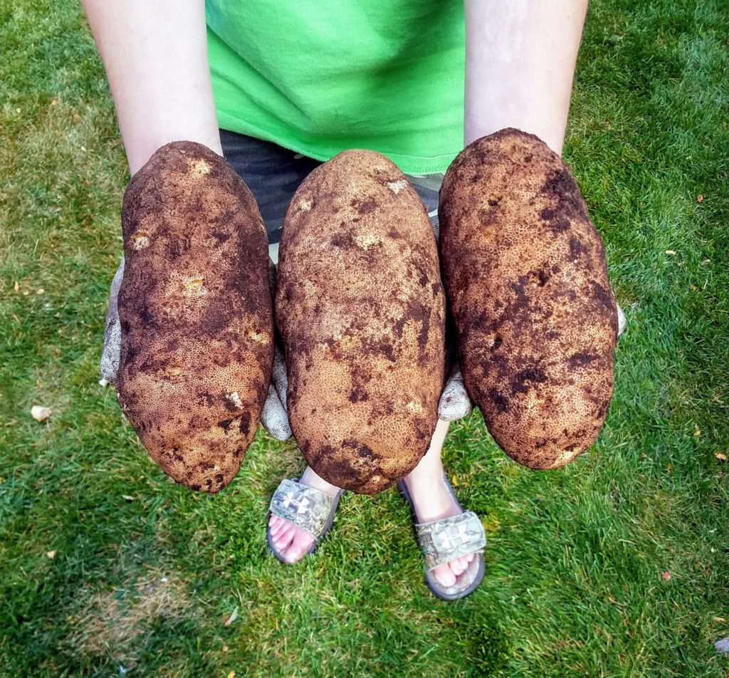 Giant Potatoes